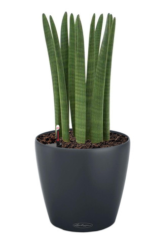 Potted Sansevieria Cylindrica House Plant in LECHUZA CLASSICO Color Slate Self-watering Planter, Total Height 55 cm