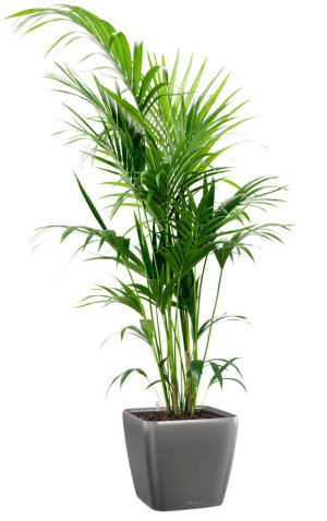 Potted Howea Forsteriana House Plant in LECHUZA QUADRO LS Charcoal Metallic Self-watering Planter, Total Height 160 cm