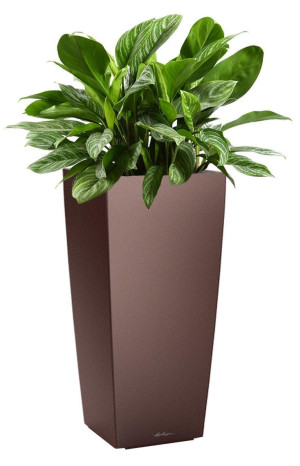 Potted Aglaonema Stripes House Plant in LECHUZA CUBICO Espresso Metallic Self-watering Planter, Total Height 125 cm