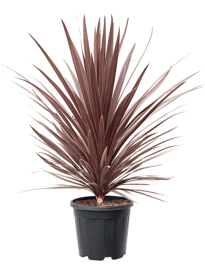 Cordyline australis \'Red Star\' W75 H(90-110) cm, Potsize D32 cm