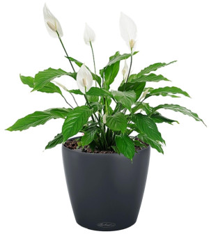 Potted Blooming Spathiphyllum House Plant in LECHUZA CLASSICO Color Slate Self-watering Planter, Total Height 45 cm
