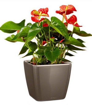 Potted Blooming Anthurium Andraeanum Scarlet House Plant in LECHUZA QUADRO LS Shiny Taupe Self-watering Planter, Total Height 50 cm