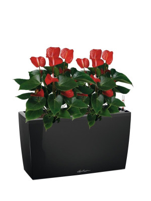 Potted Blooming Anthurium Andraeanum Mix House Plant in LECHUZA CARARO Black High Gloss Self-watering Planter, Total Height 80 cm