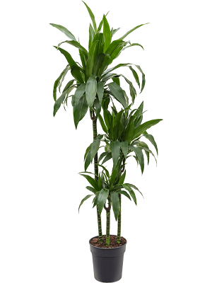 Impressive Corn Plant Dracaena fragrans \'Janet Craig\' Tall Indoor House Plants Trees W40 H(110-140) cm, Potsize D24 cm
