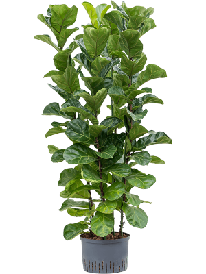 Ficus lyrata \'Bambino\' Fiddle Leaf Fig Tree W60 H(100-120) cm Live Plant, Potsize D28 cm