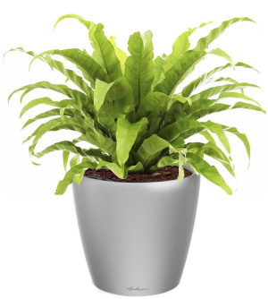 Potted Asplenium Fern House Plant in LECHUZA CLASSICO LS Silver Metallic Self-watering Planter, Total Height 50 cm