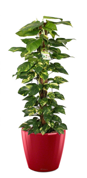 Potted Epipremnum aureum Golden Pothos House Plant in LECHUZA CLASSICO LS Scarlet Red High Gloss Self-watering Planter, Total Height 160 cm