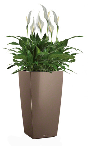 Potted Blooming Spathiphyllum Sweet Chico House Plant in LECHUZA CUBICO Shiny Taupe Self-watering Planter, Total Height 80 cm