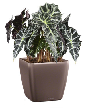Potted Alocasia Polly House Plant in LECHUZA QUADRO LS Espresso Metallic Self-watering Planter, Total Height 70 cm