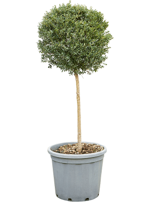 Ilex crenata \'Kinme\' (110-130) W45 H(100-120) cm, Potsize D41 cm
