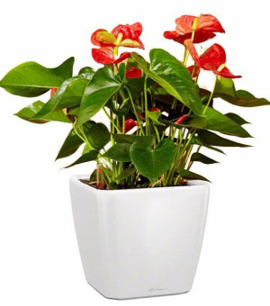 Potted Blooming Anthurium Andraeanum Scarlet House Plant in LECHUZA QUADRO LS White High Gloss Self-watering Planter, Total Height 50 cm