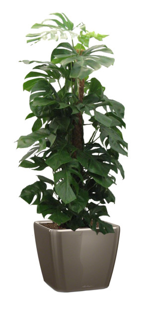 Potted Monstera Deliciosa House Plant in LECHUZA QUADRO LS Shiny Taupe Self-watering Planter, Total Height 170 cm