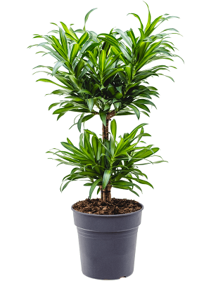 Fabulous Pleomele (Dracaena) reflexa \'Song of Jamaica\' Tall Indoor House Plants Trees W35 H(80-90) cm, Potsize D24 cm