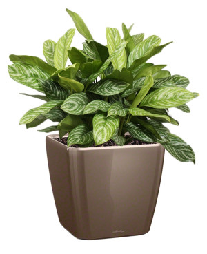Potted Aglaonema Stripes House Plant in LECHUZA QUADRO LS Shiny Taupe Self-watering Planter, Total Height 60 cm