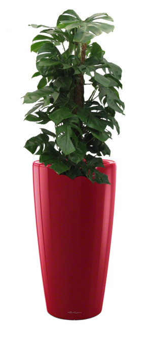 Potted Monstera Deliciosa House Plant in LECHUZA RONDO Scarlet Red High Gloss Self-watering Planter, Total Height 150 cm
