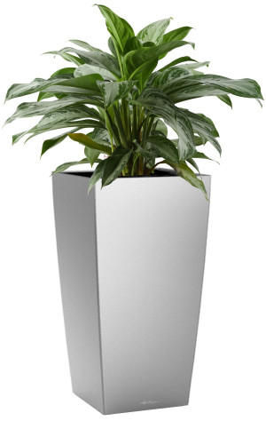Potted Aglaonema Silver Bay House Plant in LECHUZA CUBICO Silver Metallic Self-watering Planter, Total Height 85 cm