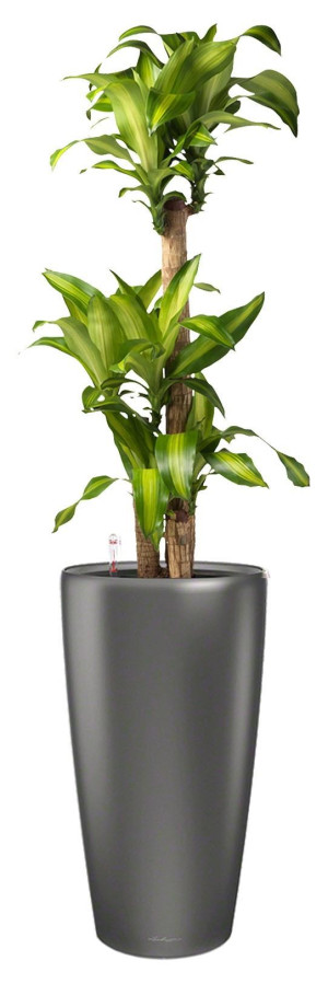 Potted Dracaena Fragrans Massangeana House Plant in LECHUZA RONDO Charcoal Metallic Self-watering Planter, Total Height 160 cm