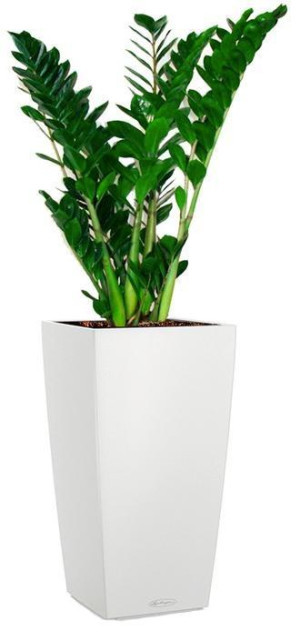 Potted Zamioculcas Zamiifolia House Plant in LECHUZA CUBICO Color White Self-watering Planter, Total Height 125 cm