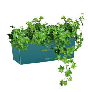 Potted Ivy House Plant in LECHUZA BALCONERA Color Petrol Blue Self-watering Planter, Total Height 50 cm