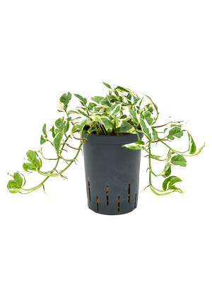 Scindapsus (Epipremnum) \'N\'joy\' Pothos Satin W15 H(21-25) cm Live Plant, Potsize D15 cm