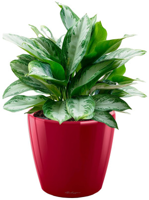 Potted Aglaonema Silver Bay House Plant in LECHUZA CLASSICO LS Scarlet Red High Gloss Self-watering Planter, Total Height 90 cm