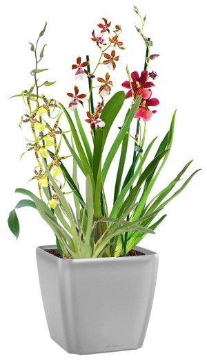 Potted Blooming Orchids House Plant in LECHUZA QUADRO LS Silver Metallic Self-watering Planter, Total Height 70 cm