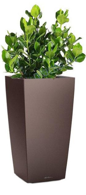 Potted Clusia House Plant in LECHUZA CUBICO Espresso Metallic Self-watering Planter, Total Height 90 cm