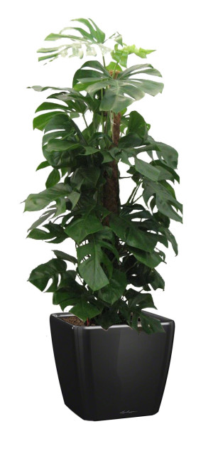 Potted Monstera Deliciosa House Plant in LECHUZA QUADRO LS Black High Gloss Self-watering Planter, Total Height 170 cm