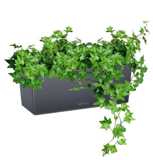 Potted Ivy House Plant in LECHUZA BALCONERA Color Slate Self-watering Planter, Total Height 50 cm