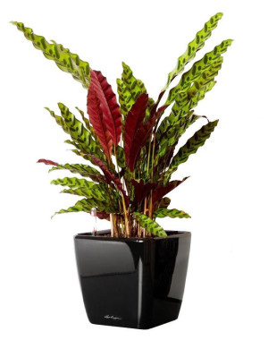 Potted Calathea Lancifolia House Plant in LECHUZA QUADRO LS Black High Gloss Self-watering Planter, Total Height 65 cm