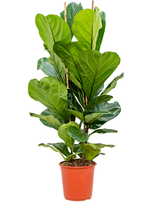 Lush Fiddle Leaf Fig Ficus lyrata Indoor House Plants W40 H(90-110) cm, Potsize D24 cm