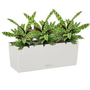 Potted Calathea Lancifolia House Plant in LECHUZA BALCONERA Color Light Grey Self-watering Planter, Total Height 60 cm