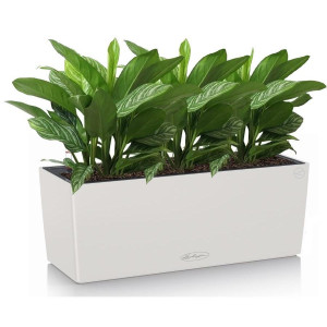 Potted Aglaonema Stripes House Plant in LECHUZA BALCONERA Color Light Grey Self-watering Planter, Total Height 45 cm