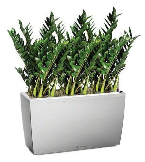 Potted Zamioculcas Green Wall House Plant in LECHUZA CARARO Silver Metallic Self-watering Planter, Total Height 110 cm