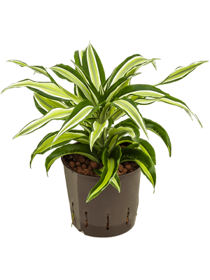Dracaena fragrans \'Malaika\' Corn Plant W15 H(21-25) cm Live Plant, Potsize D13 cm