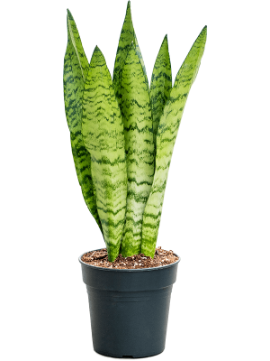 Elegant Snake Plant Sansevieria zeylanica Indoor House Plants W20 H(60-70) cm, Potsize D17 cm