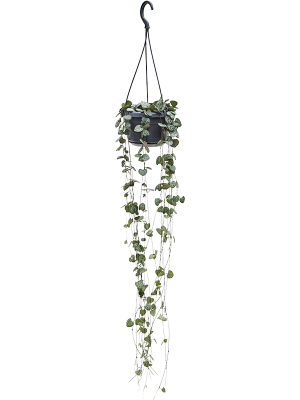 Showy String of Hearts Ceropegia woodii Indoor House Plants W16 H(30-40) cm, Potsize D14 cm