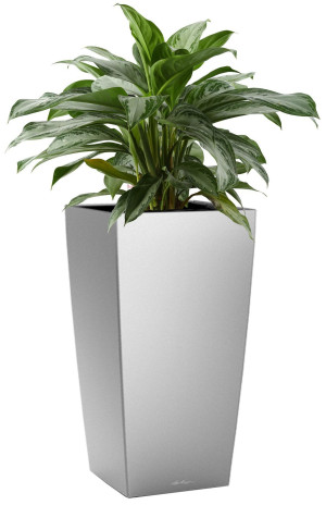 Potted Aglaonema Silver Bay House Plant in LECHUZA CUBICO Charcoal Metallic Self-watering Planter, Total Height 85 cm