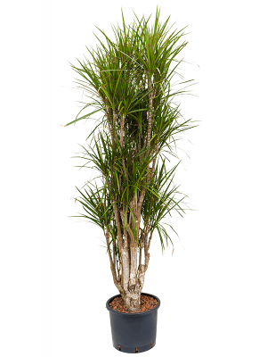 Dracaena marginata Dragon Tree W75 H(130-160) cm Live Plant, Potsize D28 cm