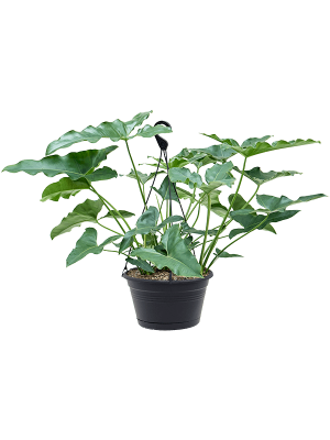 Lush Heart-Leaf Philodendron stenolobum Indoor House Plants W80 H(60-70) cm, Potsize D28 cm