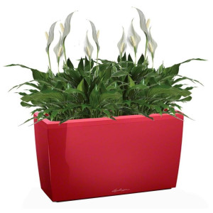 Potted Blooming Spathiphyllum Chopin House Plant in LECHUZA CARARO Scarlet Red High Gloss Self-watering Planter, Total Height 70 cm