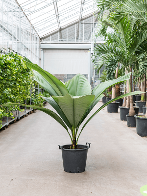 Lush Silver Joey Johannesstysmania magnifera (120-160) Tall Indoor House Plants Trees W130 H(110-140) cm, Potsize D35 cm