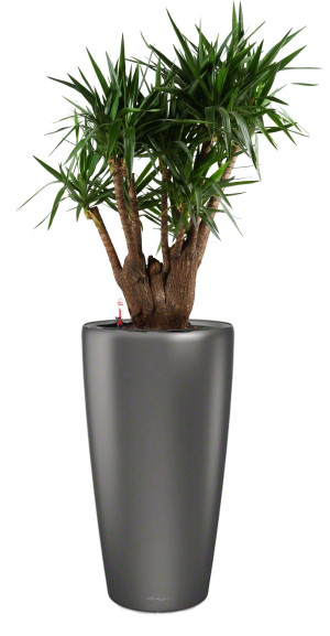 Potted Yucca House Plant in LECHUZA RONDO Charcoal Metallic Self-watering Planter, Total Height 180 cm