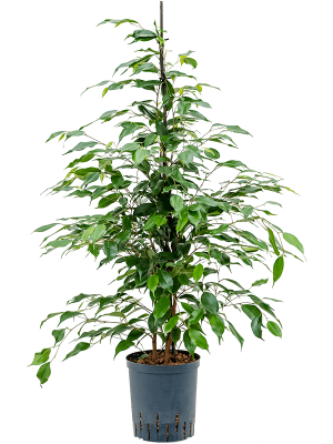 Ficus benjamina \'Danita\' Fig Tree W35 H(100-120) cm Live Plant, Potsize D18 cm