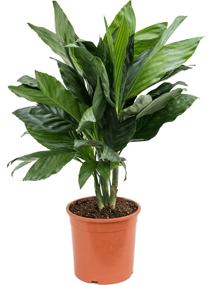 Lush Parlour Palm Chamaedorea metallica Indoor House Plants W40 H(60-70) cm, Potsize D21 cm