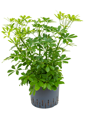 Schefflera arboricola \'Compacta\' Umbrella Tree W35 H(40-50) cm Live Plant, Potsize D25 cm