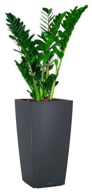 Potted Zamioculcas Zamiifolia House Plant in LECHUZA CUBICO Color Slate Self-watering Planter, Total Height 125 cm