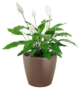 Potted Blooming Spathiphyllum House Plant in LECHUZA CLASSICO Color Nutmeg Self-watering Planter, Total Height 45 cm