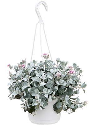 Kalanchoe pumila W25 H(30-40) cm, Potsize D17 cm