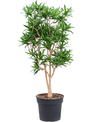 Fabulous Pleomele (Dracaena) reflexa \'Song of Jamaica\' Tall Indoor House Plants Trees W60 H(140-170) cm, Potsize D38 cm